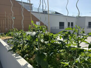 Bild - Aufblühen in Reininghaus