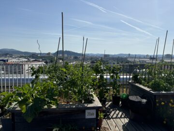 Bild - Aufblühen in Reininghaus