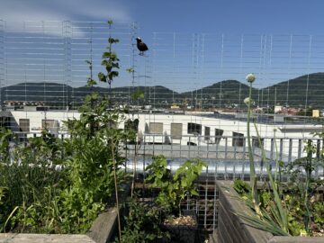 Bild - Aufblühen in Reininghaus