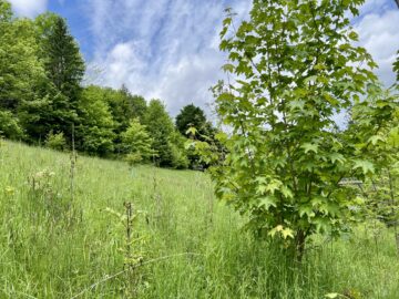 Bild - Leben am Sonnenhang