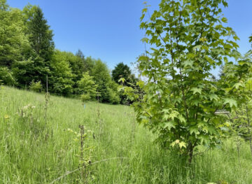 Bild - Leben am Sonnenhang