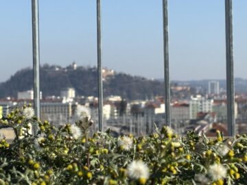 mietbarer Garten - Aufblühen in Reininghaus