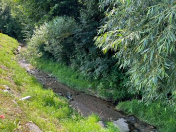 „Baugrund im Erholungsgebiet Zöbern“ - Bild